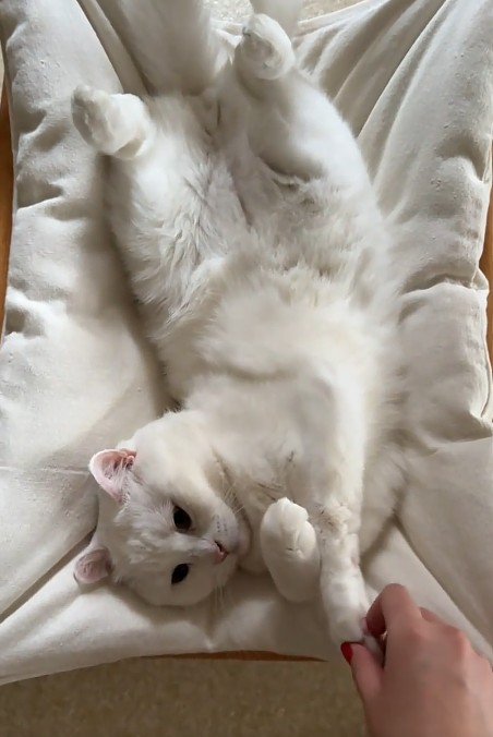 猫の手を触る飼い主