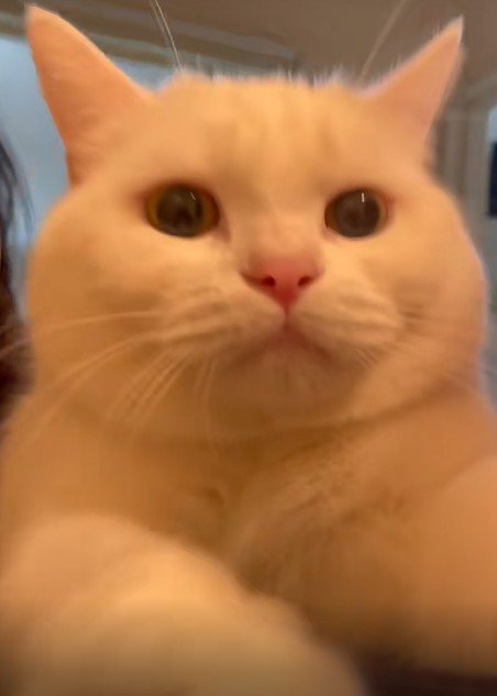 近づいてくる猫