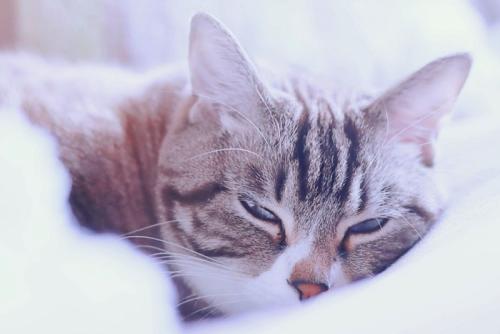 薄目を開けて横になっている猫