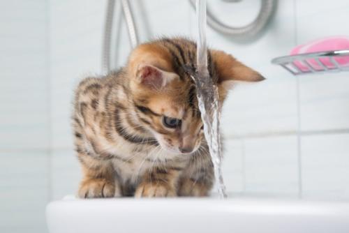頭から水をかぶる子猫
