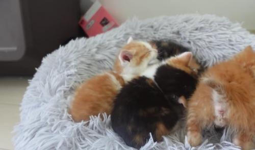クッションの上の4匹の子猫の内1匹があくびをしている