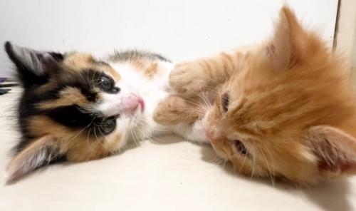 2匹の子猫が向かい合って横になった様子