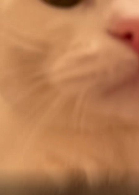 猫の顔