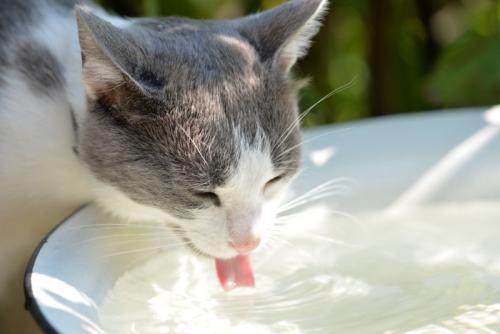 外の水を飲む猫