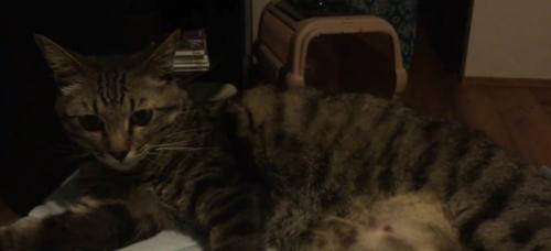 寝そべる猫(背景キャリー)