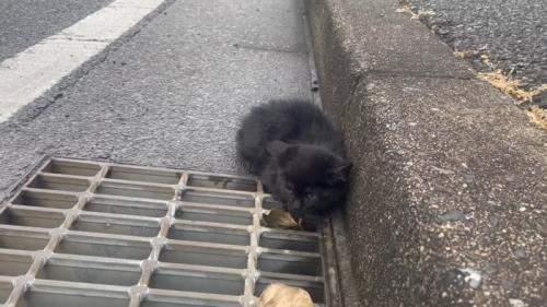 道路にうずくまる子猫