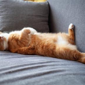 猫が『寝てるフリ』をしているときの理由3選　本当に眠いの？隠されている気持ちとは