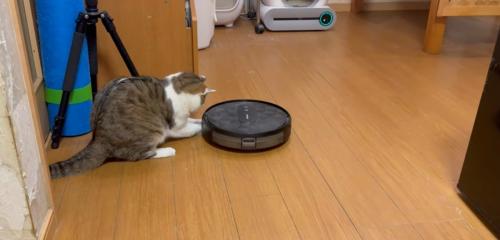 掃除ロボを攻撃する猫1