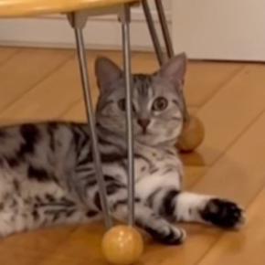 パパとママが順番に『ごはん食べる？』と猫に声をかけたら…あからさまな『反応の違い』に「期待を裏切らないｗ」「圧勝すぎるｗ」と26万再生