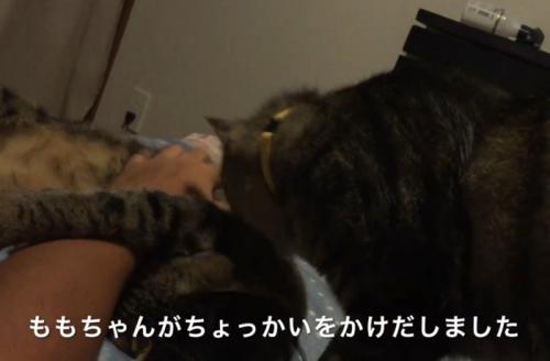 寝ている猫を舐める猫