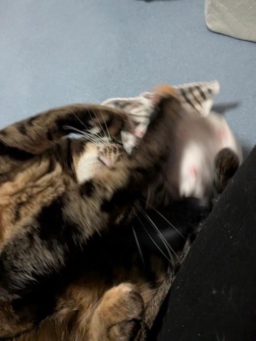 ハンカチにじゃれる猫