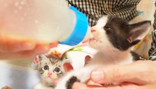 哺乳瓶でミルクを飲ませてもらう子猫