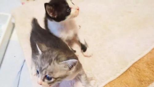 寄り添う2匹の子猫