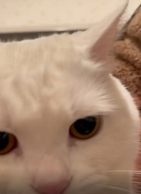 猫の顔