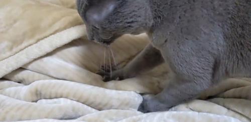 布団を踏む猫