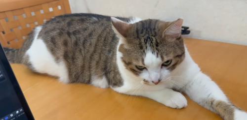 目を細め伏せる猫