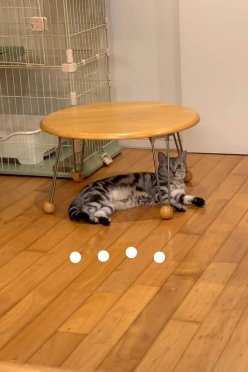 テーブルの下で横たわり続ける猫