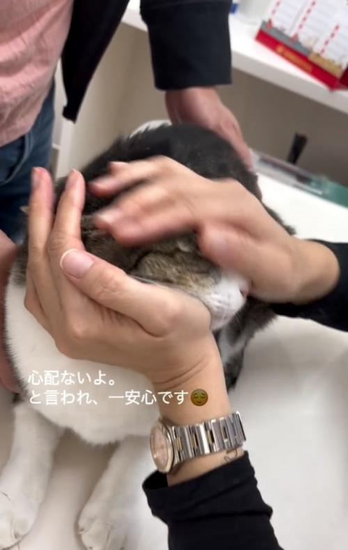 褒められる猫