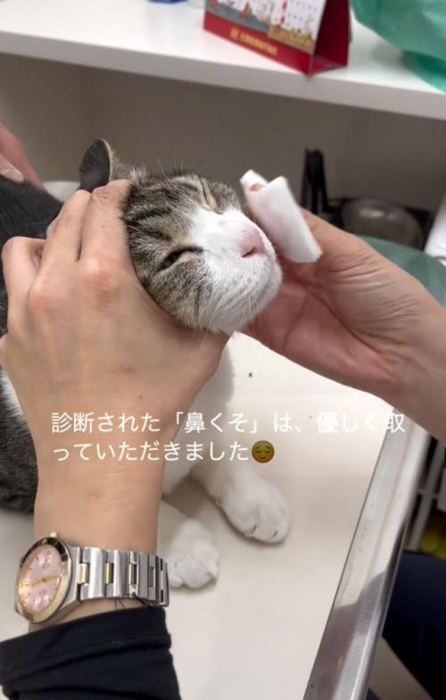 鼻の周りを拭いてもらう猫