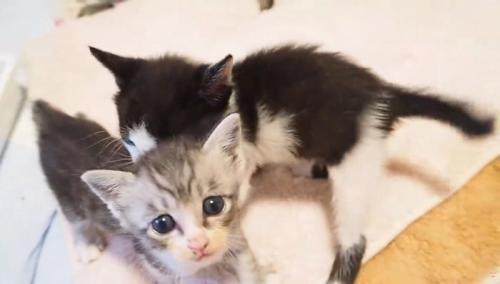 寄り添う2匹の子猫