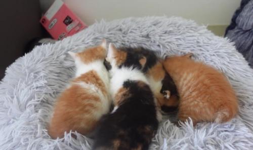 4匹の子猫が横並びになって眠る様子
