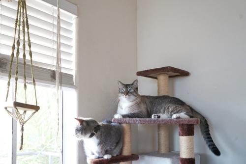 キャットタワーに乗る2匹の猫