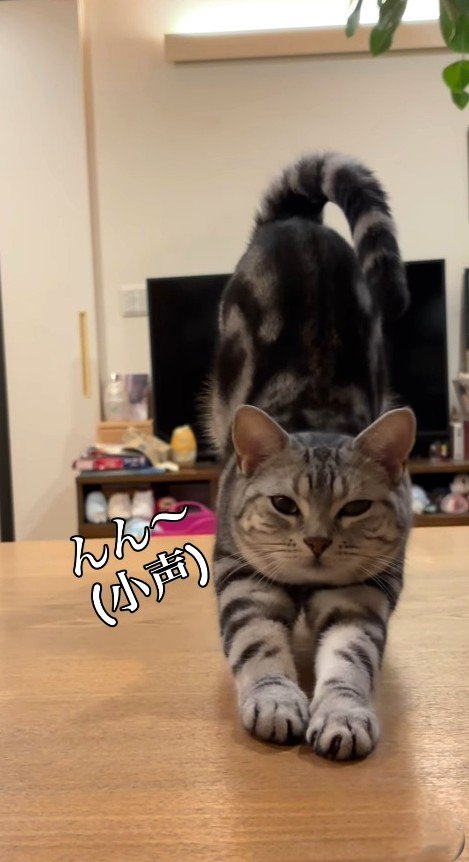 兄に呼ばれて伸びをする猫