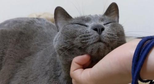 顎を撫でられる猫