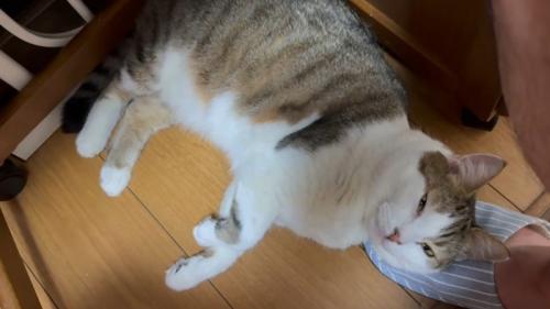スリッパを枕に寝る猫