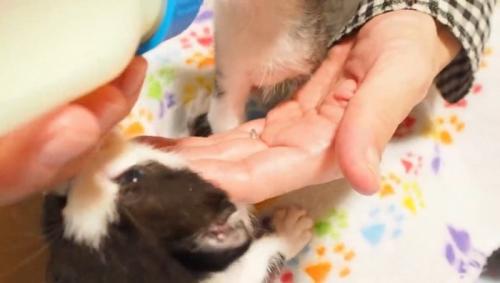 哺乳瓶の匂いを嗅いでいる子猫