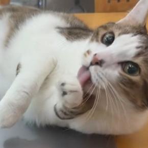机の上で待ち構えていた猫→飼い主が『パソコン』を開こうとしたら…微笑ましい展開に「もう本当にかわいい」「撫でてほしいよねぇ」の声
