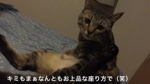 足を広げる猫