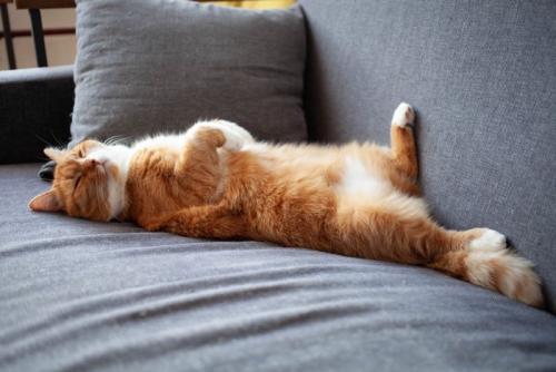 ソファの上で仰向けに寝る猫