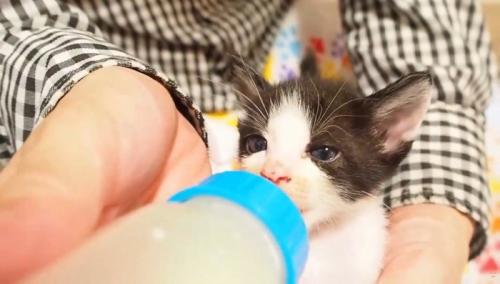 哺乳瓶でミルクを飲ませてもらう子猫
