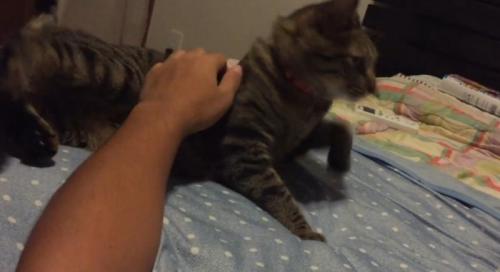 立ち上がる猫と人間の腕