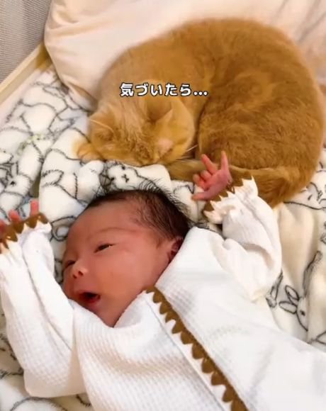 バンザイしている赤ちゃんの枕元で丸くなる猫