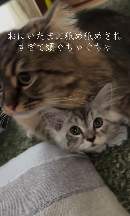 子猫に覆いかぶさる猫