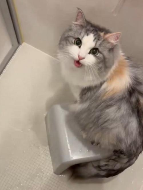 風呂でお尻を洗われて抗議して鳴く猫
