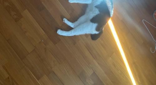 猫に光が当たる