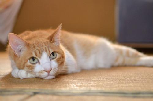 畳の上で寝転がる猫