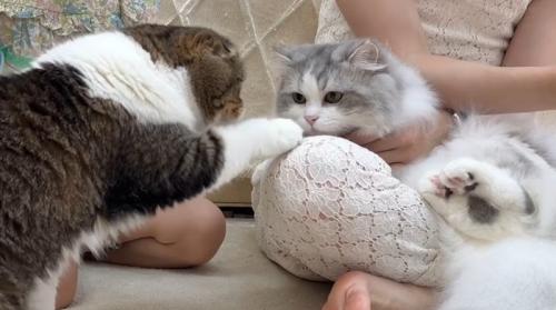 おやつに手を伸ばす猫とそれを見る白グレー猫