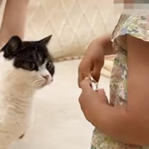 3匹の猫のブラッシングをするママと、隣で『お手伝いをする女の子』…ほっこりする休日の光景が19万再生「偉いし、可愛い」「幸せいっぱい」