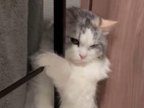 ドライヤーの風で顔をしかめる猫
