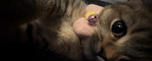 近づいてくる子猫