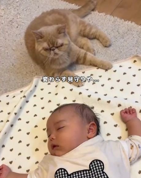 くま柄の服で眠る赤ちゃんを少し離れて見守る猫