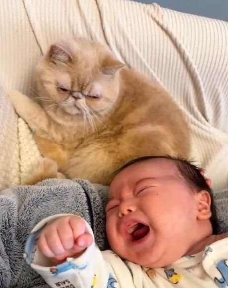 泣いている赤ちゃんの後ろで座る猫