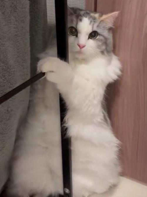 上目づかいで飼い主を見つめる猫の姿