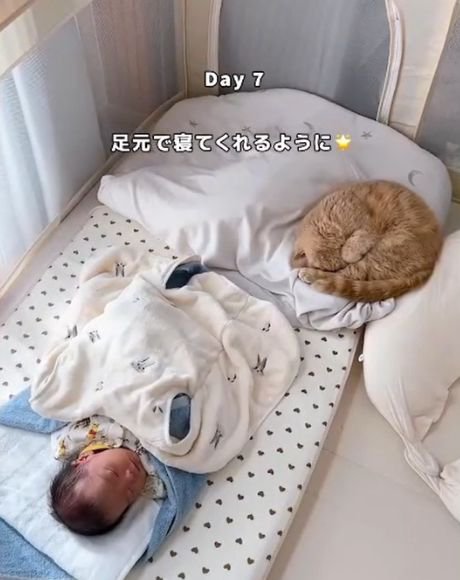 白い毛布に包まれた赤ちゃんの足元で丸く寝る猫