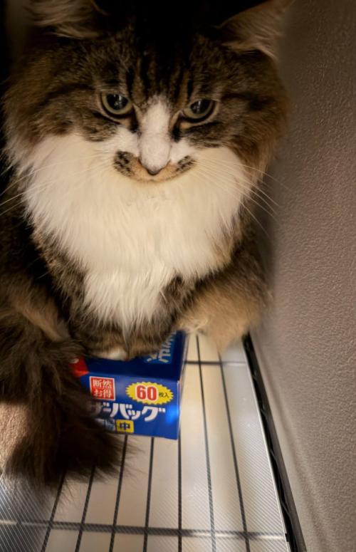 フリーザーバッグに入った猫