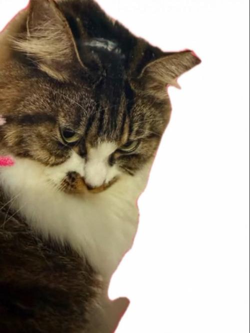 保護猫カフェの掲載写真